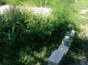 Šta ako vaš komšija gaji ambroziju u svom dvorištu? - 2015