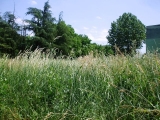 Park u Glogonjskom Ritu leglo krpelja i zmija - 21.05.2013