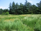 Park u Glogonjskom Ritu leglo krpelja i zmija - 21.05.2013