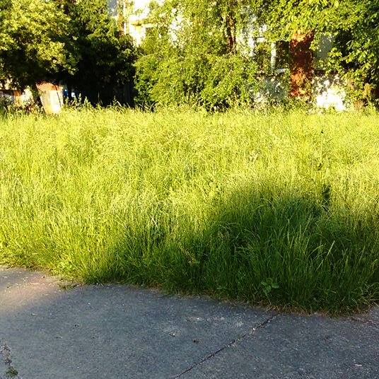 Molba malog Paje iz Koteža - 2015