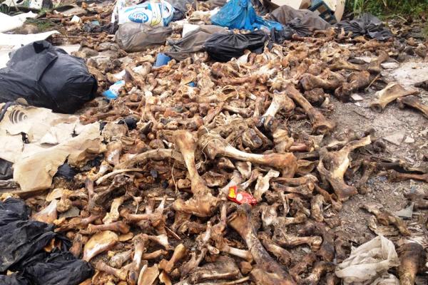 Kosti na divljoj deponiji na nasipu  - 2015