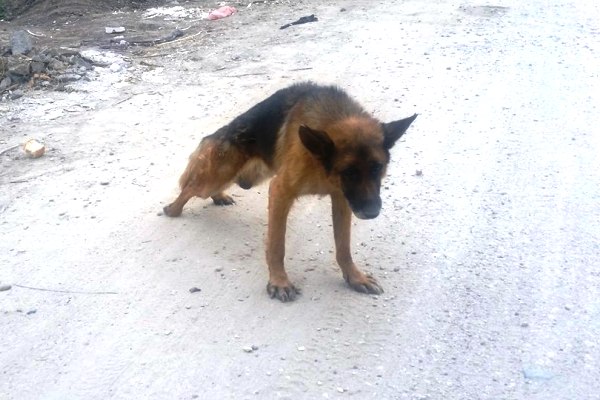 Psu zavezao žicu oko stomaka i bacio ga na divlju deponiju  - 2015