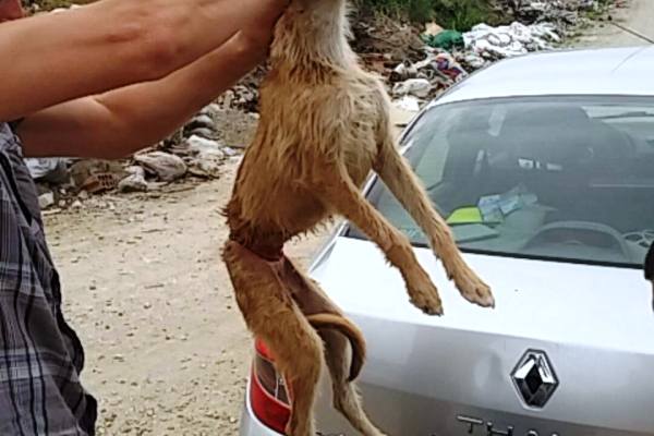 Psu zavezao žicu oko stomaka i bacio ga na divlju deponiju  - 2015