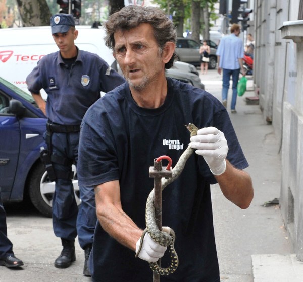 OPREZ: Zmija primećena sinoć u Borči-2015