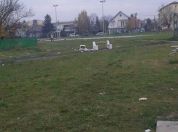 Uništen parkić u Borči kod Kockice, LOBI