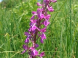 Orchis palustris