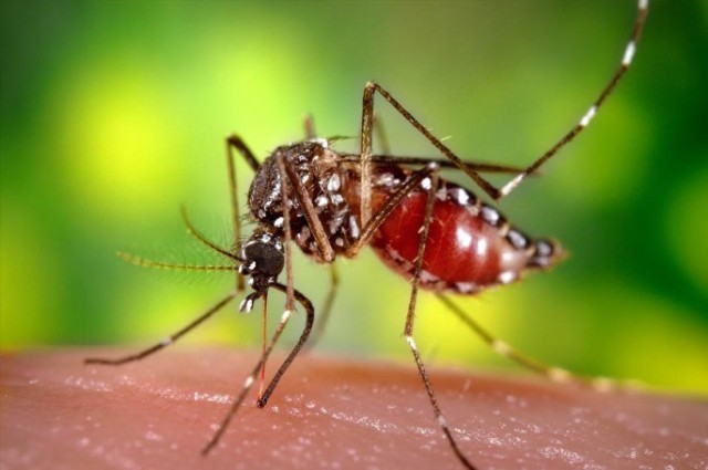 Najezda komaraca: Strah od prenošenja virusa Zapadnog Nila