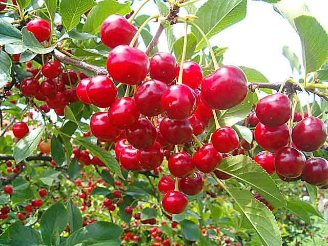 „Višnjijada“ u Ovči