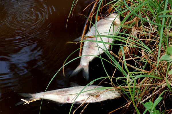 Pomor ribe Vizelj Borča