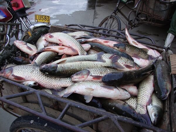 Pomor ribe Vizelj Borča