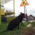 Izgubljeni pas u Borči kod Putnika, LOBI