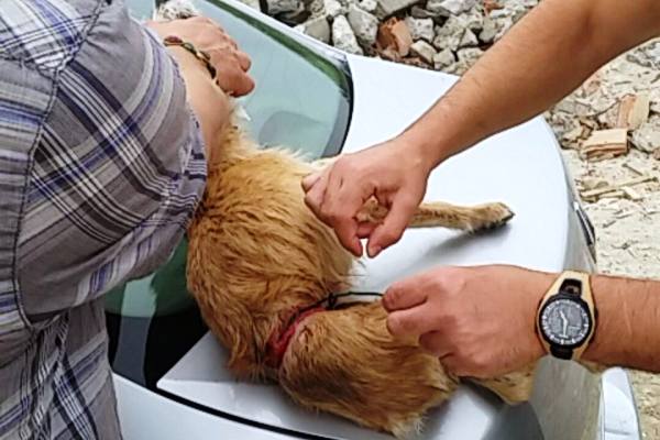 Psu zavezao žicu oko stomaka i bacio ga na divlju deponiju - 2015