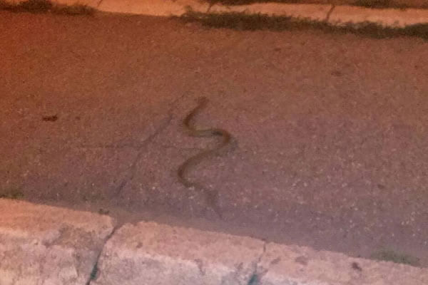 OPREZ: Zmija primećena sinoć u Borči-2015